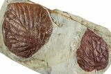 Wide Plate with Two Fossil Leaves (Two Species) - Montana #262697-2